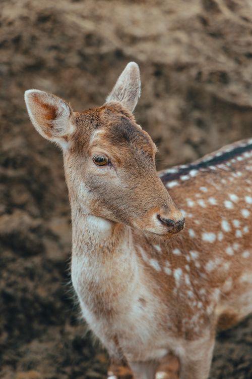 Free Close-up of a fallow deer showcasing its elegant spotted coat and gentle gaze. Stock Photo