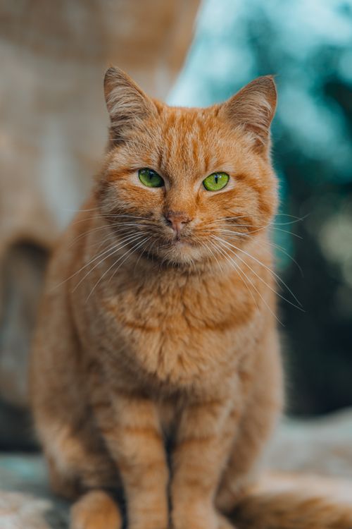 Free Portrait of a ginger cat with striking green eyes sitting outdoors. Stock Photo