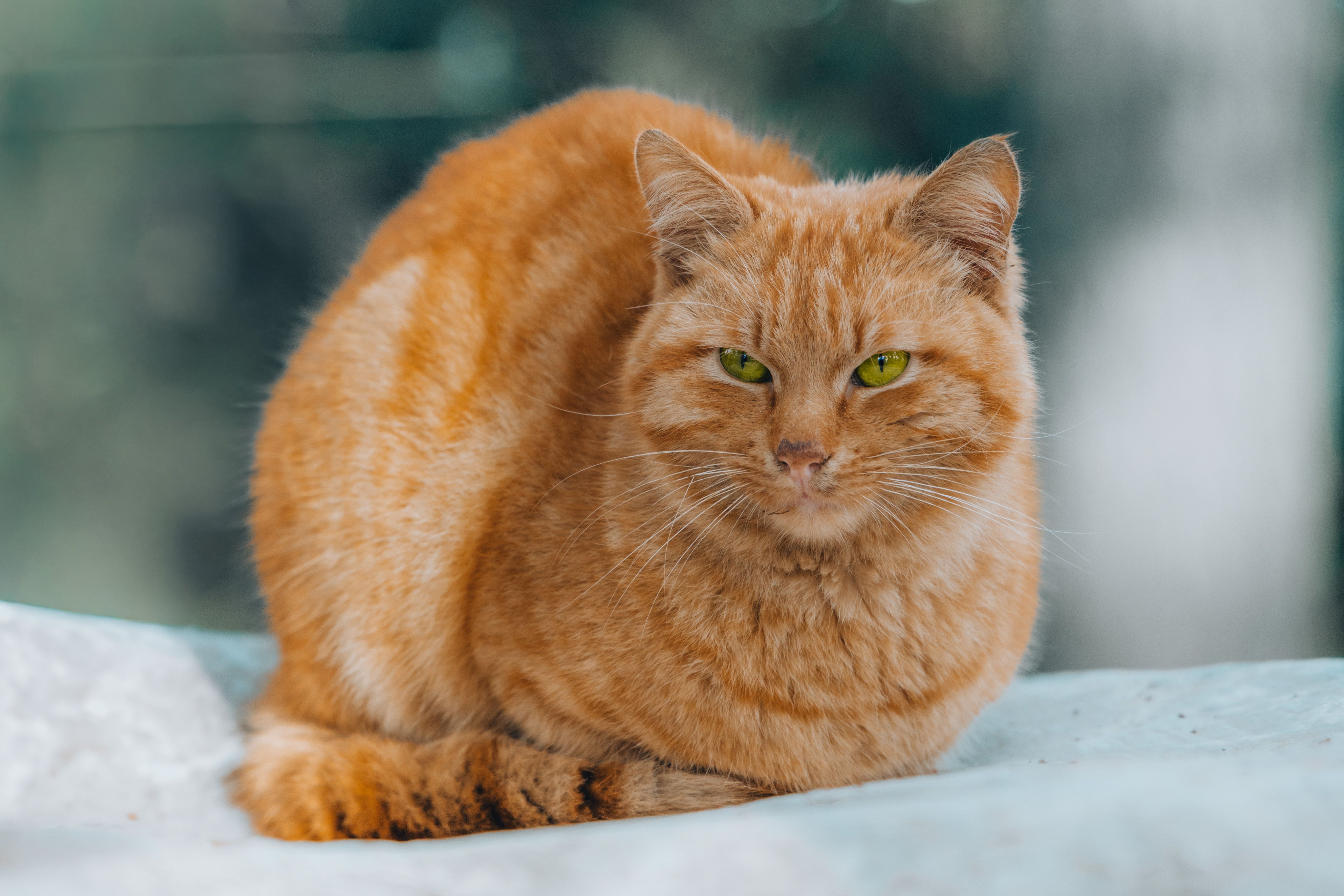 Close-Up of Orange Tabby Cat Outdoors · Free Stock Photo