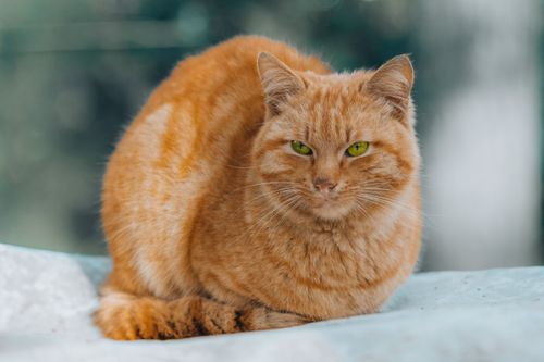 Free An orange tabby cat with green eyes sitting outdoors with a blurred background. Stock Photo
