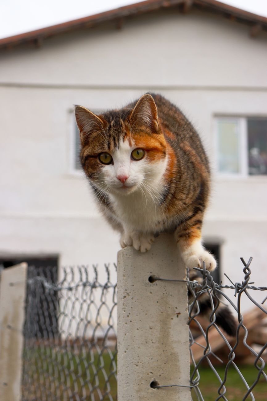 A tabby cat poised on a chain-link fence post in a suburban backyard.