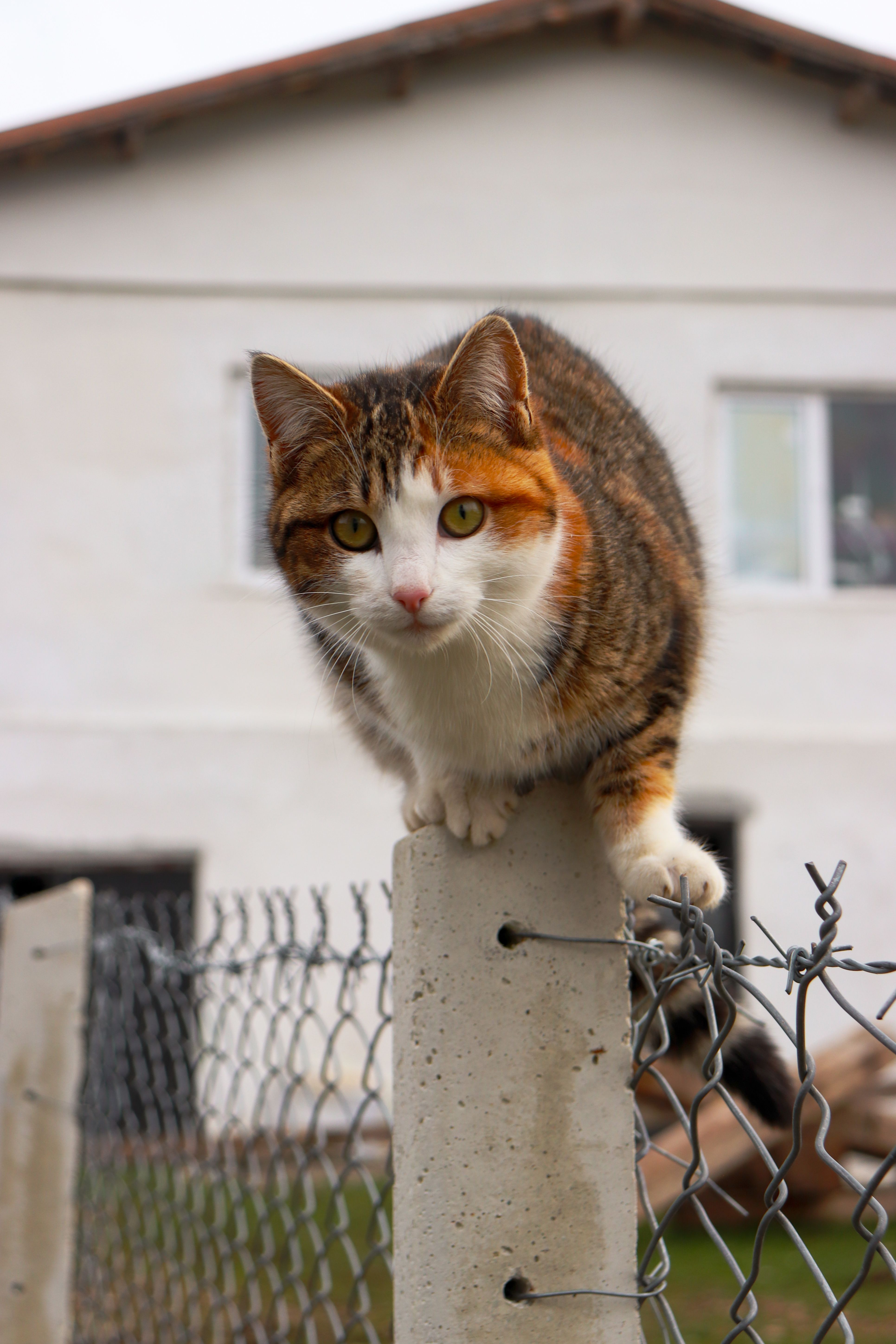 Curious Tabby Cat Balancing on Fence · Free Stock Photo