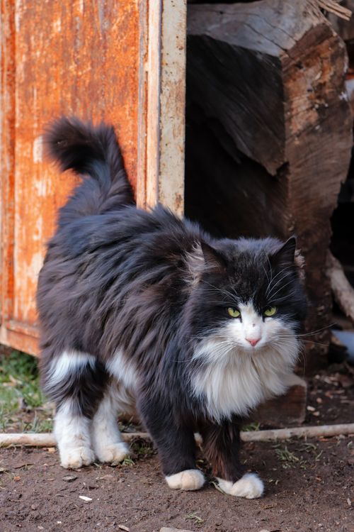 Free A fluffy black and white cat stands near an old wooden structure outdoors. Stock Photo