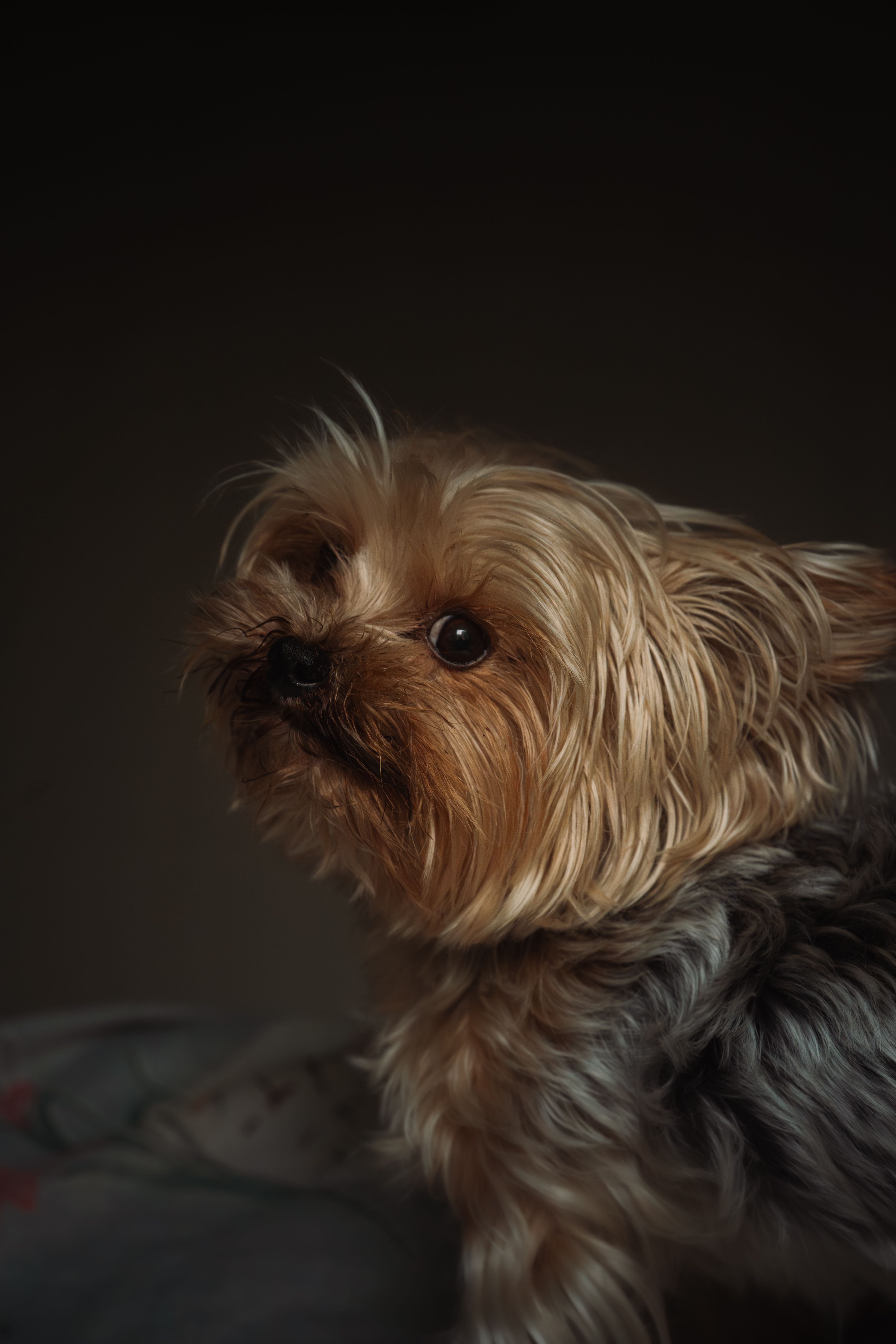 Portrait of a Yorkshire Terrier Dog · Free Stock Photo