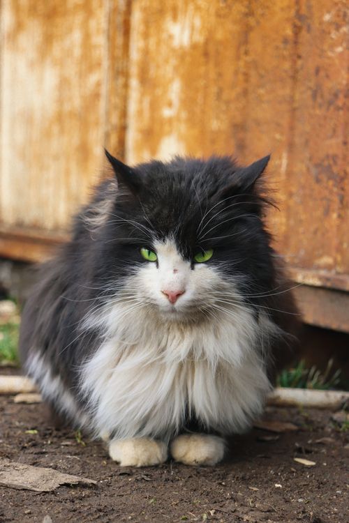 Free A fluffy black and white cat with green eyes sitting on the ground outdoors. Stock Photo