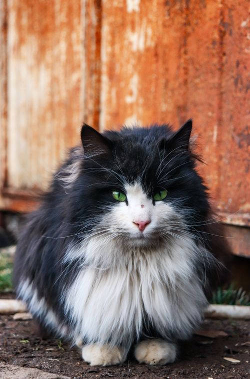 Free A beautiful long-haired black and white cat with striking green eyes sitting outside against a rustic background. Stock Photo