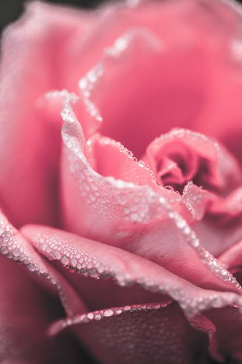 粉紅玫瑰花朵的特寫攝影