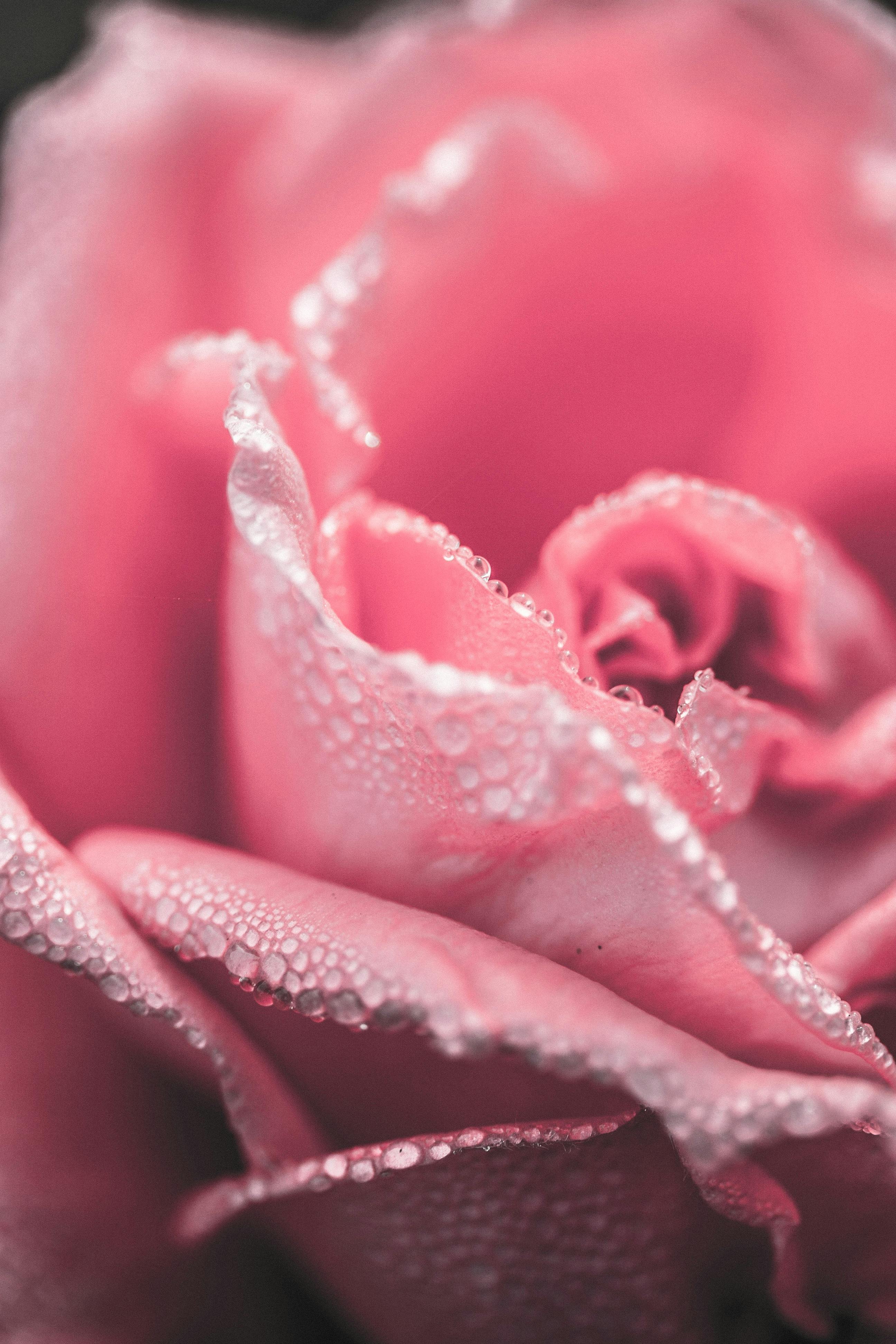 Closeup Photography of Pink Rose Flower · Free Stock Photo