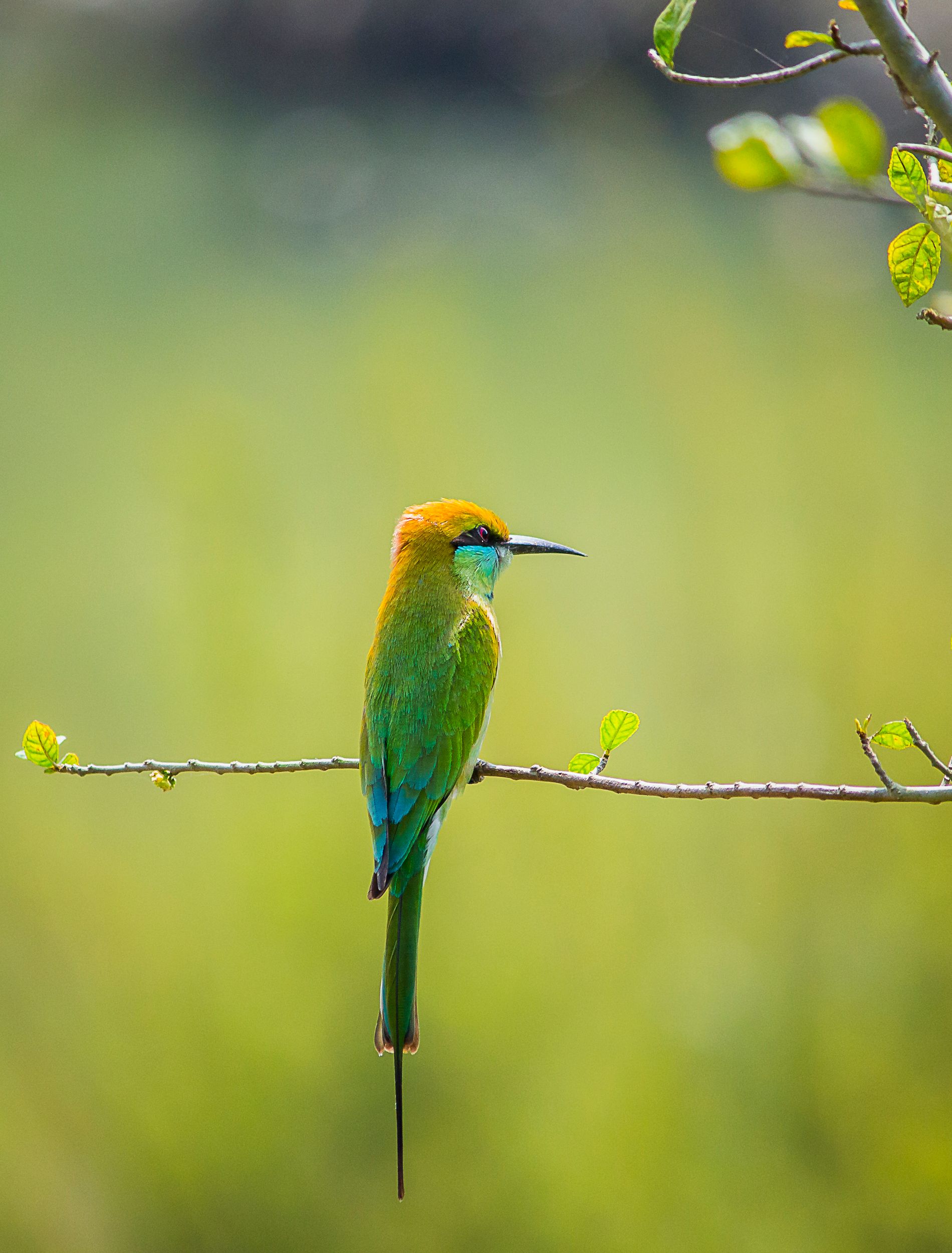 A colorful Green Bee-eater bird sits gracefully on a branch against a blurred green background.