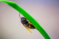 Close-up of a Wasp on a Leaf Blade