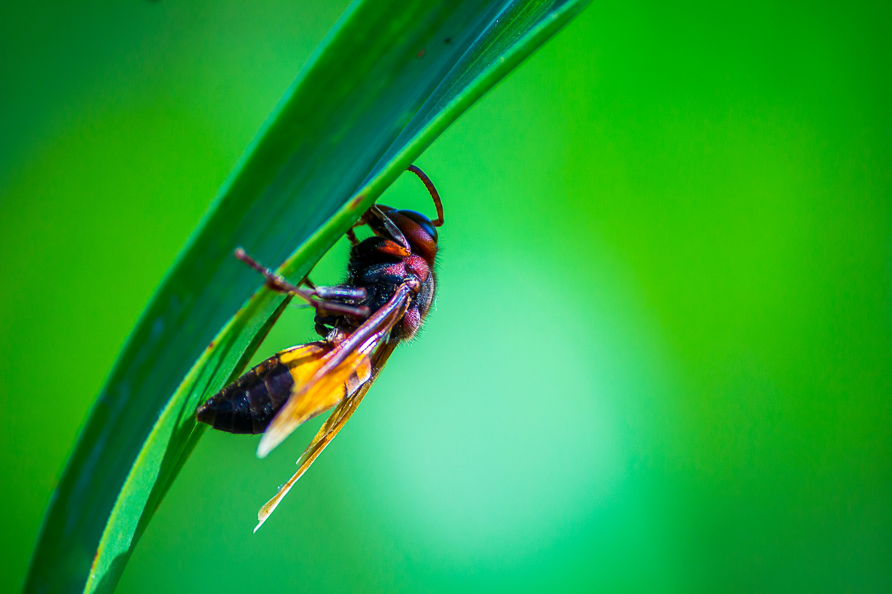 Detailed macro shot of a wasp perched on a leafy plant, showcasing nature's intricacy.