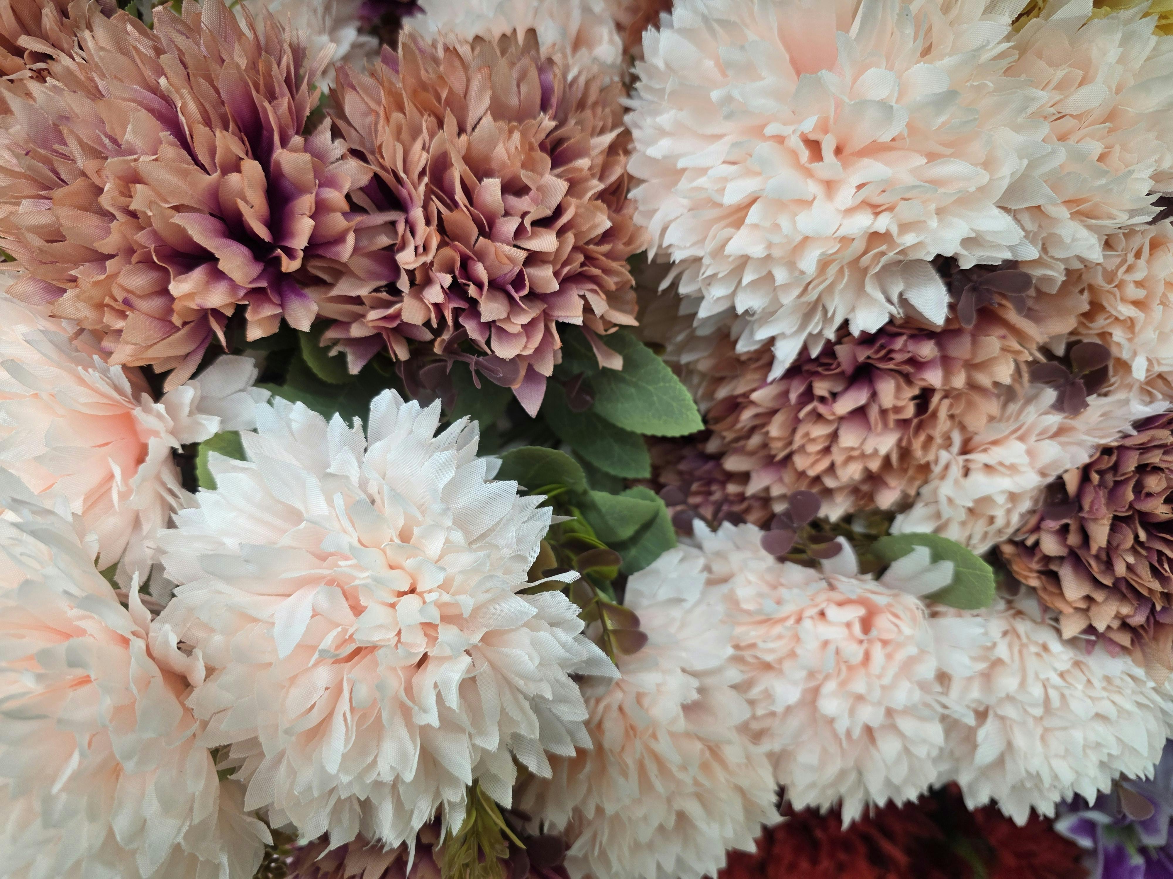 [ColoSach]-a-detailed-close-up-of-colorful-chrysanthemums-with-lush-green-leaves,-showcasing-nature's-beauty.