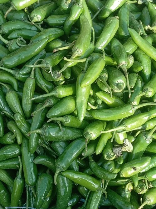Free A vibrant display of fresh green chilies at a local market in Talagang, Pakistan. Stock Photo