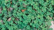 Vibrant Green Clover Patch in Daylight