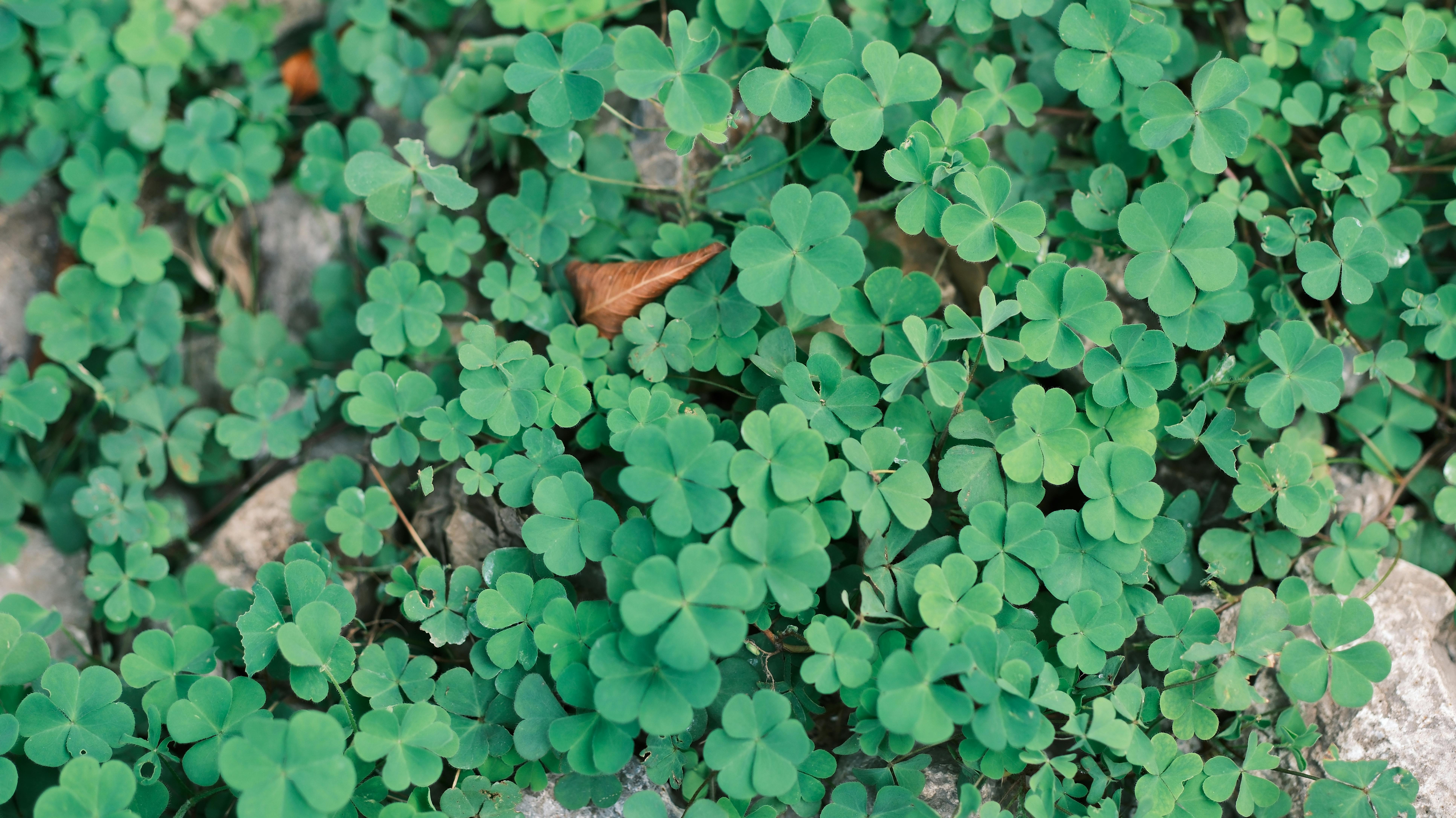 Vibrant Green Clover Patch in Daylight