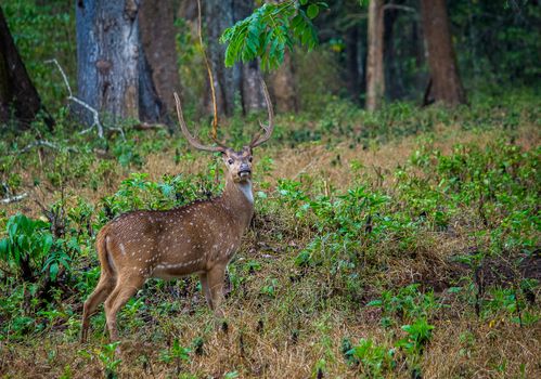 A chital deer stands gracefully in a lush forest, showcasing its antlers.