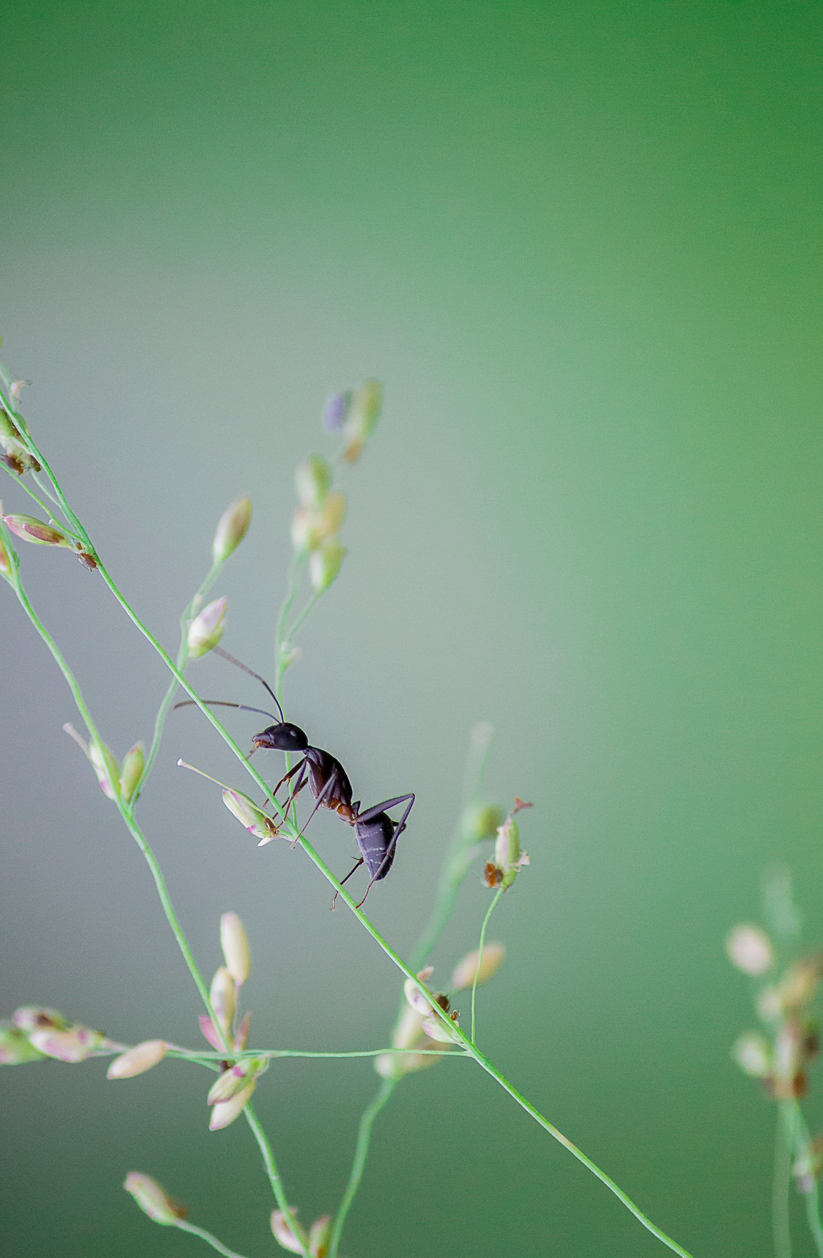 Ant climbing delicate grass stalks against a soft, green backdrop. Nature's detail captured.