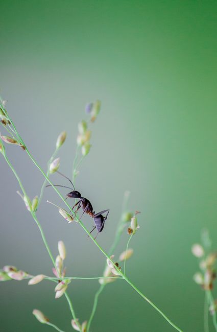 Ant climbing delicate grass stalks against a soft, green backdrop. Nature's detail captured.
