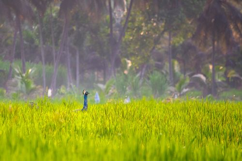 Free Majestic peacock standing tall in a vibrant green field with tropical trees in the background. Stock Photo