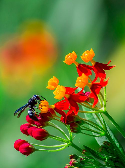 Free Macro shot of a bee pollinating vivid red and yellow flowers, highlighting nature's beauty. Stock Photo