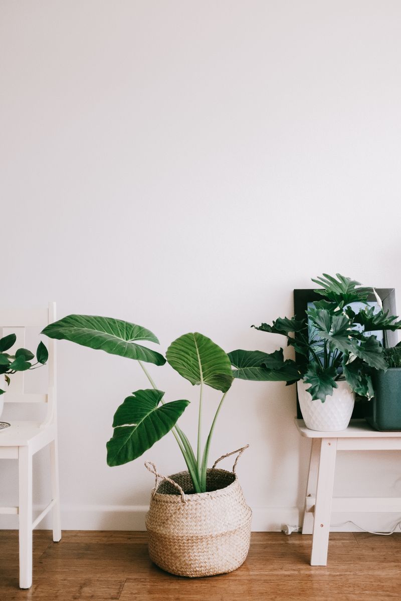 Rubber Tree Dark Glossy Leaves