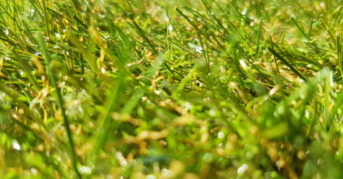 Free stock photo of grass, grass field, green