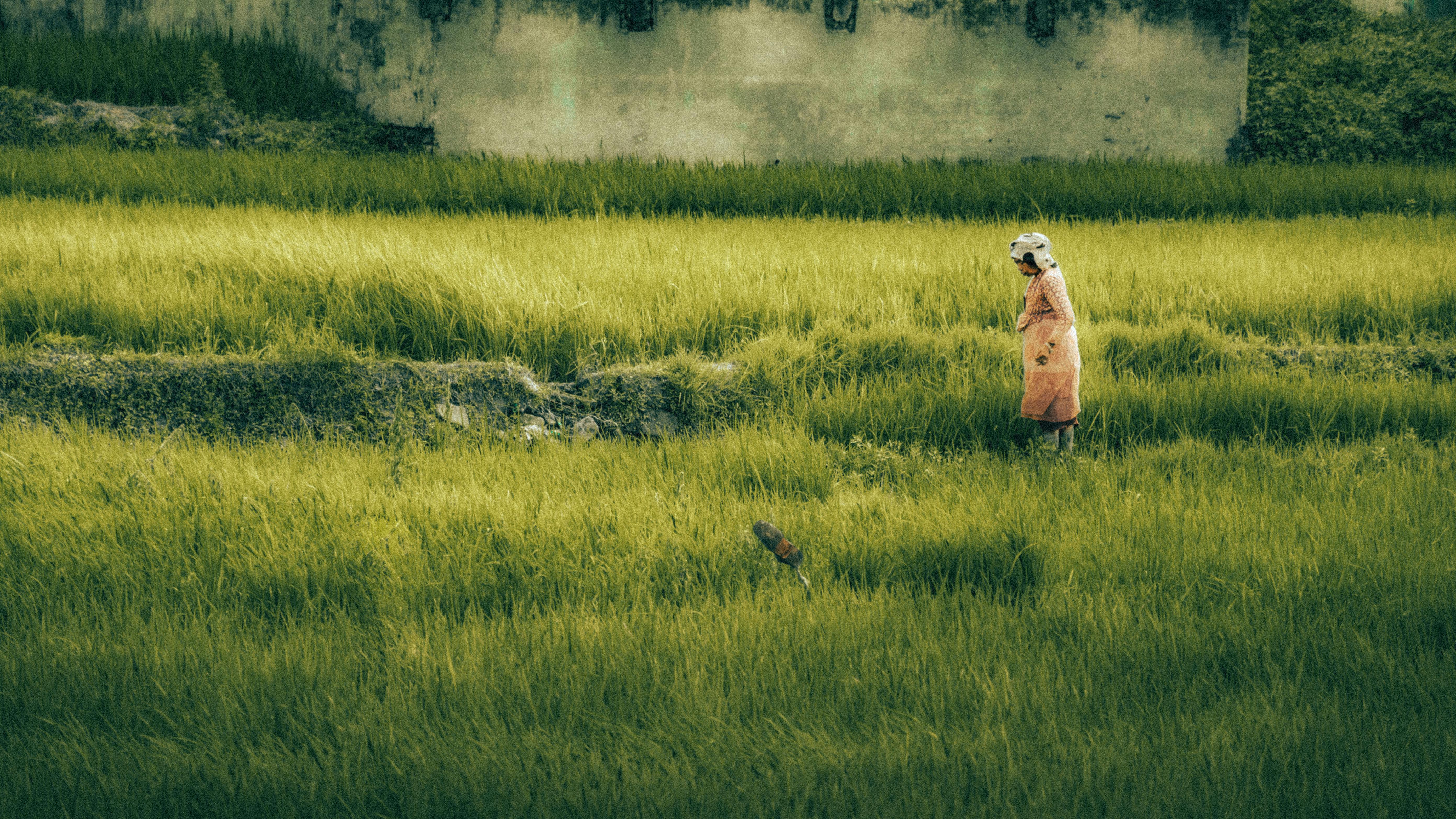 Free Adult Asian woman walks through a vibrant rice field, showcasing traditional farming in lush green agriculture. Stock Photo