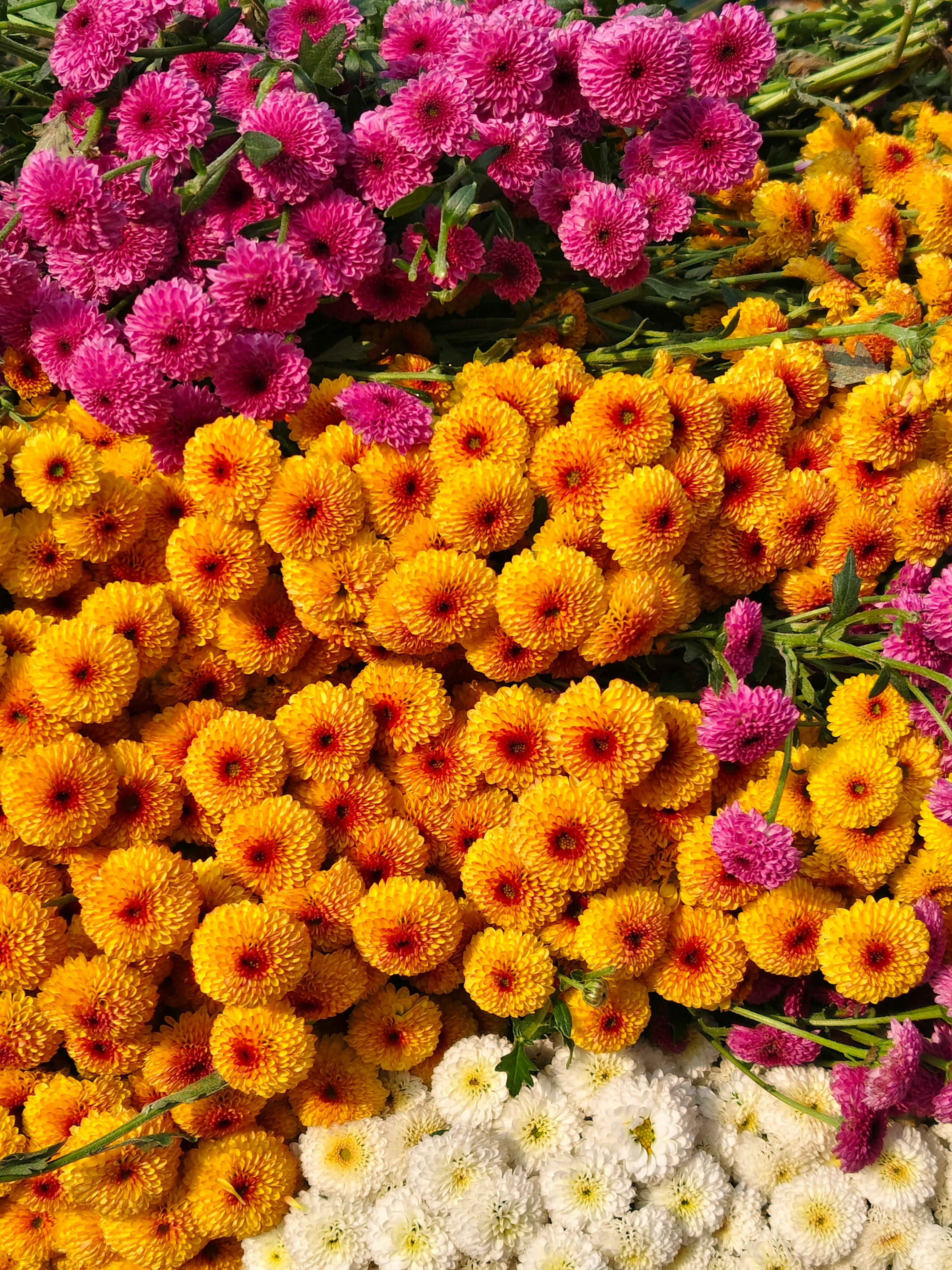 [ColoSach]-colorful-display-of-pink,-orange,-and-white-chrysanthemums-in-kolkata,-india.