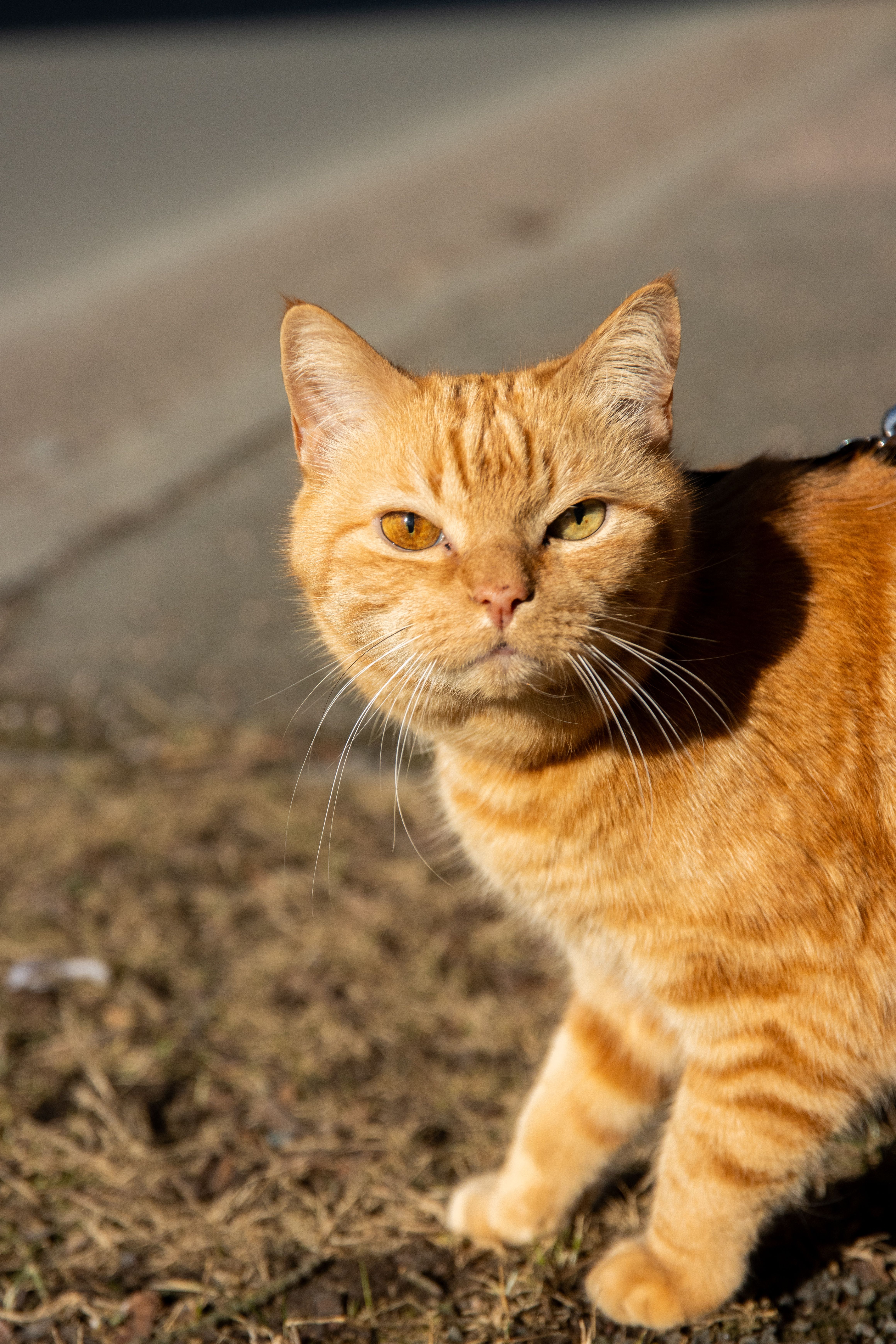 4,266+以上の無料オレンジ色の猫画像
