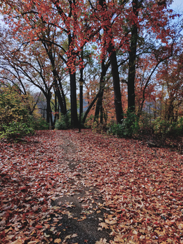 Explore a scenic autumn forest with colorful fall leaves and tranquil ambiance.