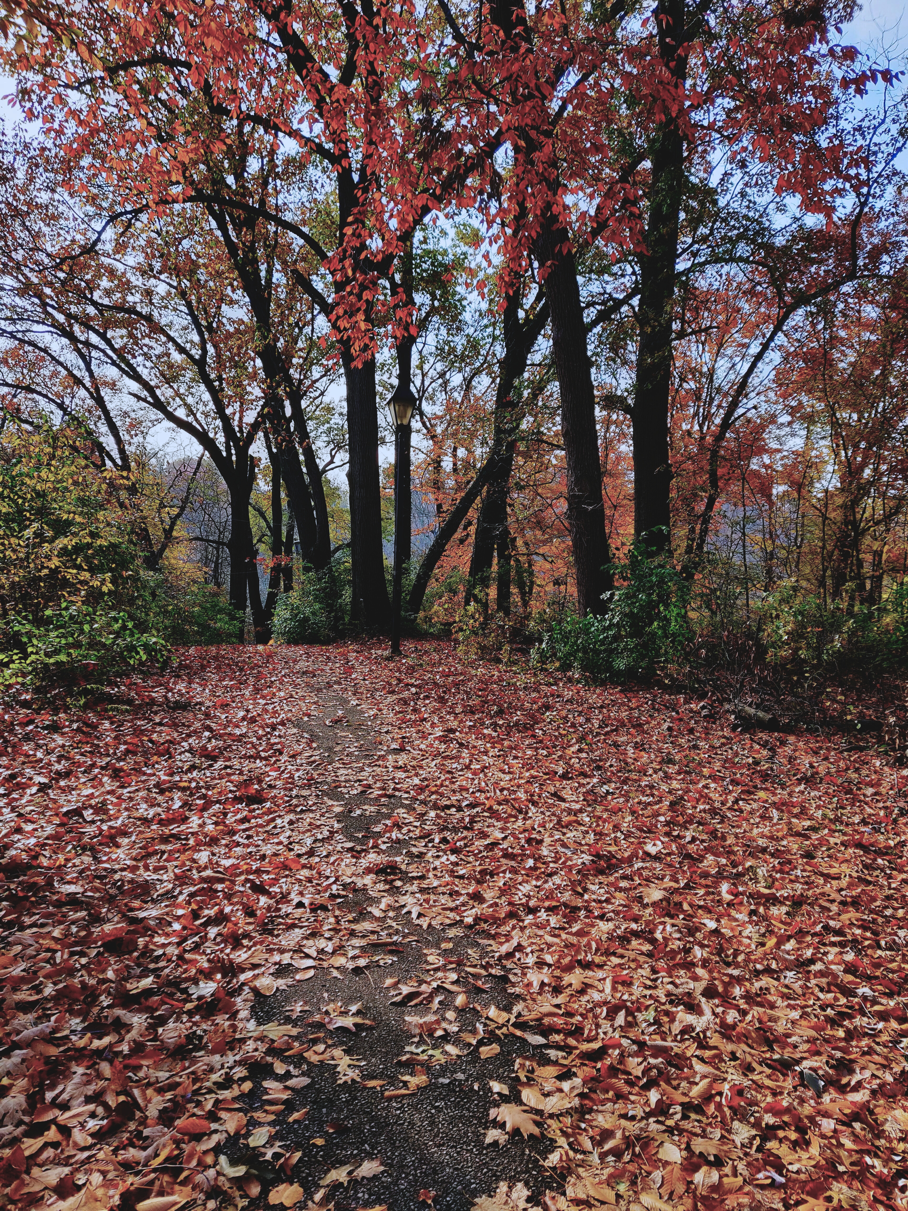Pathway through vibrant autumn forest landscape · Free Stock Photo