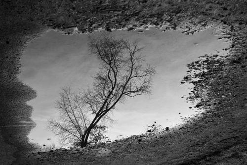 Free A serene black and white reflection of a tree in a water puddle surrounded by stones. Stock Photo