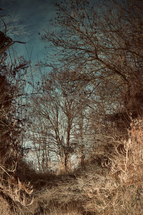 Free Explore this serene forest path with leafless trees and a moody winter atmosphere. Stock Photo