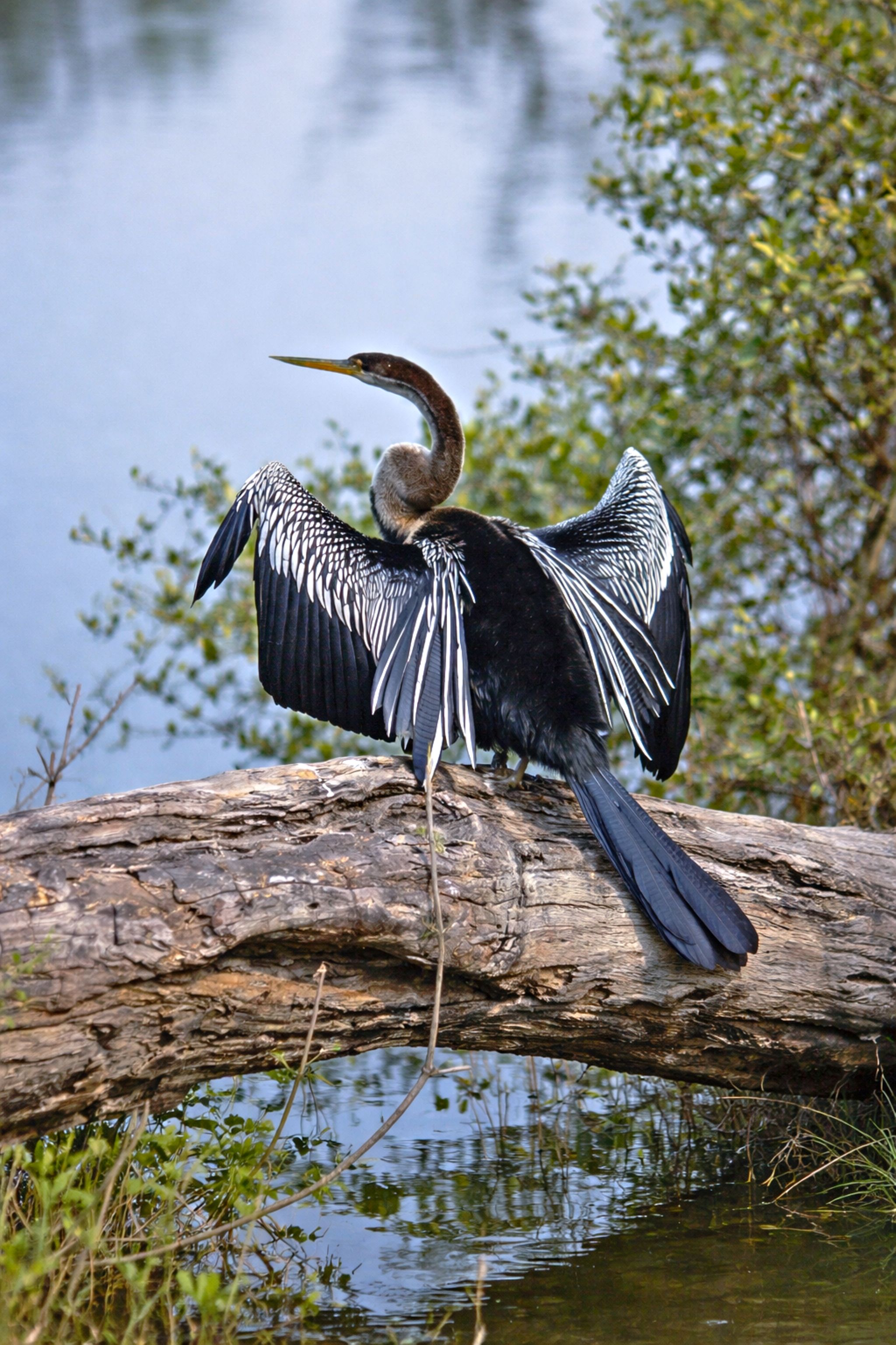 Indian Darter Bird in Bharatpur Wetlands · Free Stock Photo