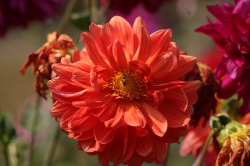 Free Macro shot of an orange dahlia flower with a bee, showcasing vibrant colors and detailed petals. Stock Photo