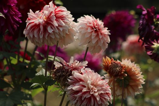 Beautiful dahlias in full bloom with soft pinks and vibrant reds captured in outdoor garden setting.
