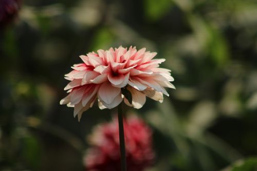 Free Beautiful close-up of a pink dahlia flower blooming in a garden. Stock Photo