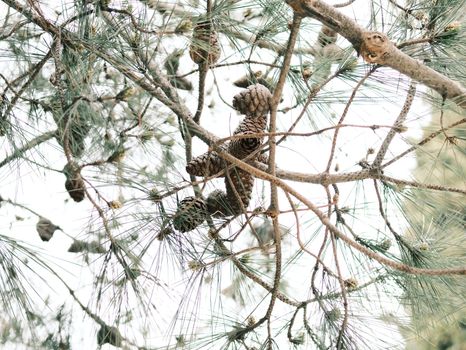裸子植物与被子植物的区别：起源追溯与演化路径解析