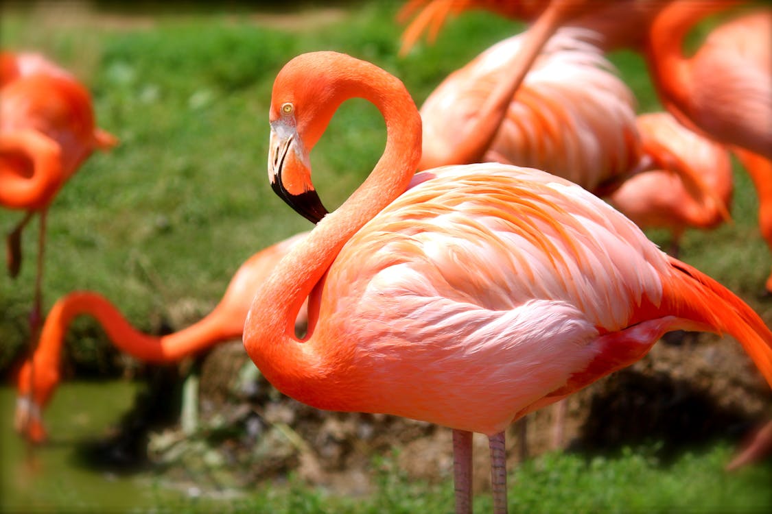 бесплатная Оранжевый фламинго Стоковое фото