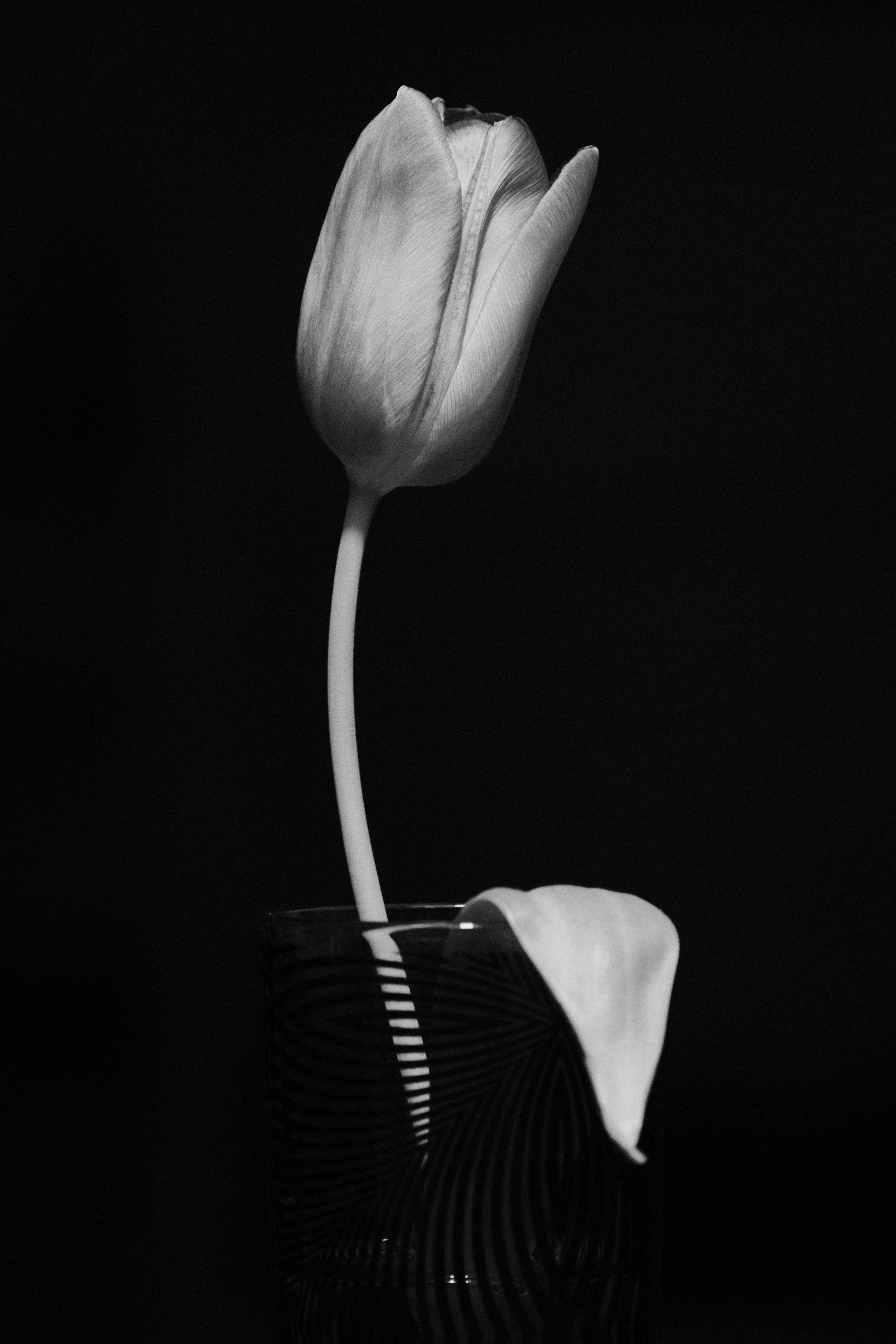 Gratis Tulipano monocromatico artistico, raffigurato in un elegante vaso, caratterizzato da un'elegante semplicità. Foto a disposizione