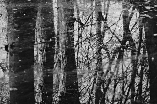 Free Black and white reflection of bare tree branches in a pond evokes a contemplative mood. Stock Photo