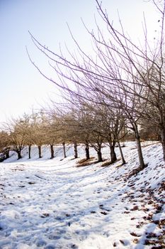 Serene winter landscape of a snow-covered orchard with bare trees.