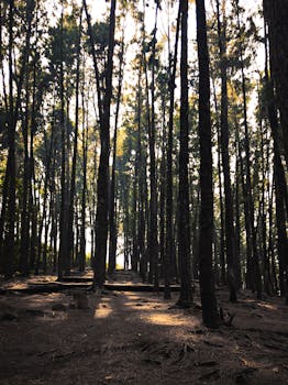Idyllic view of a dense pine forest with sunlight creating magical patterns on the ground.