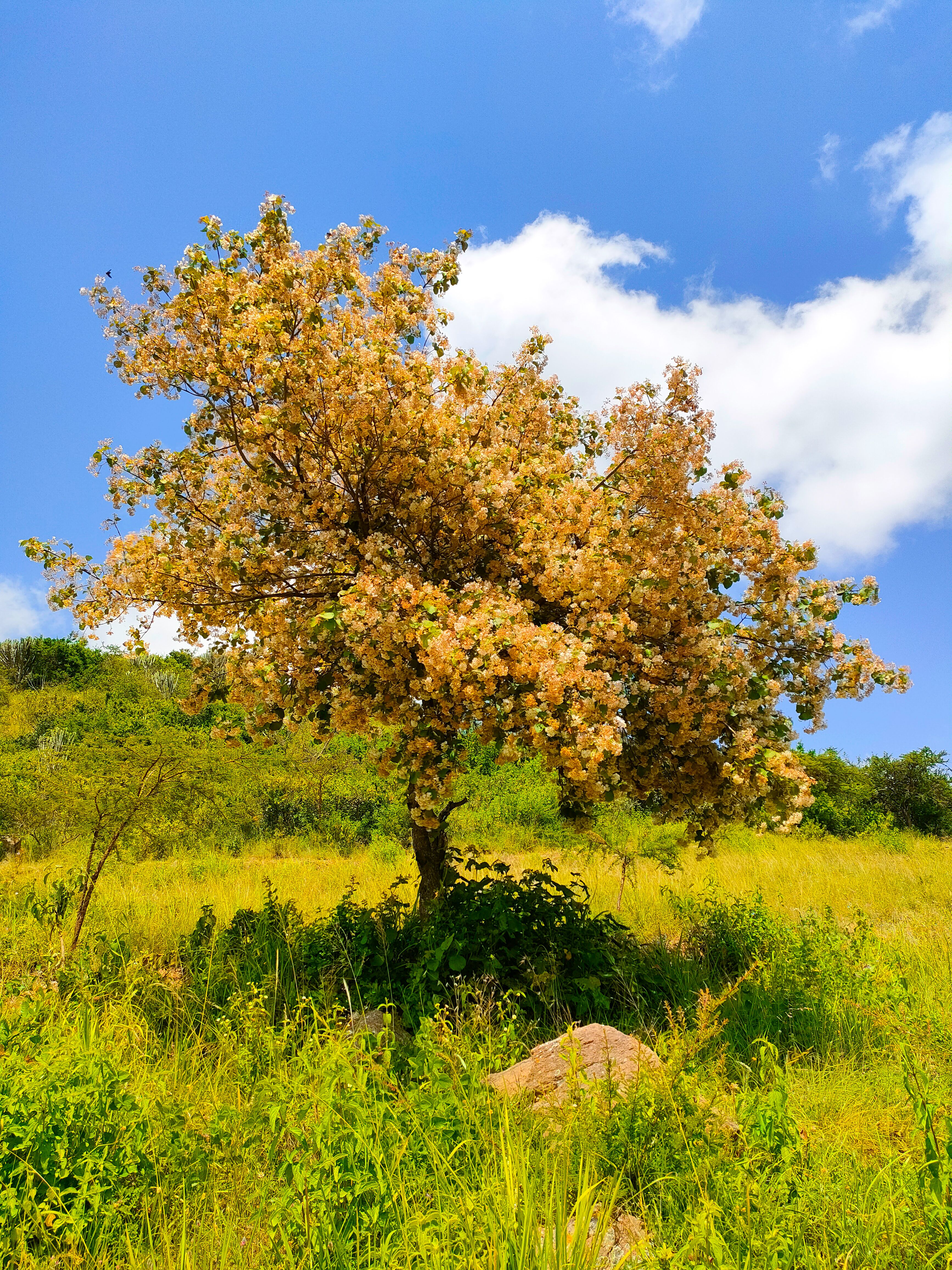 A scenic view of a flowering tree in a lush meadow under a bright blue sky.