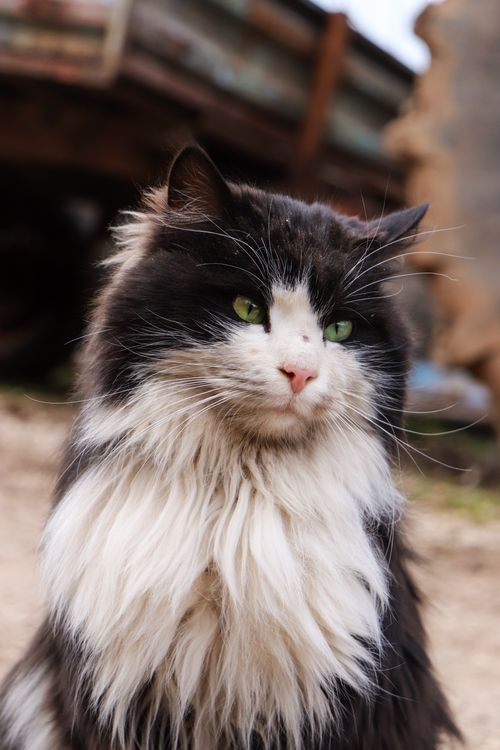 Free A portrait of a long-haired black and white cat with striking green eyes, sitting outdoors. Stock Photo