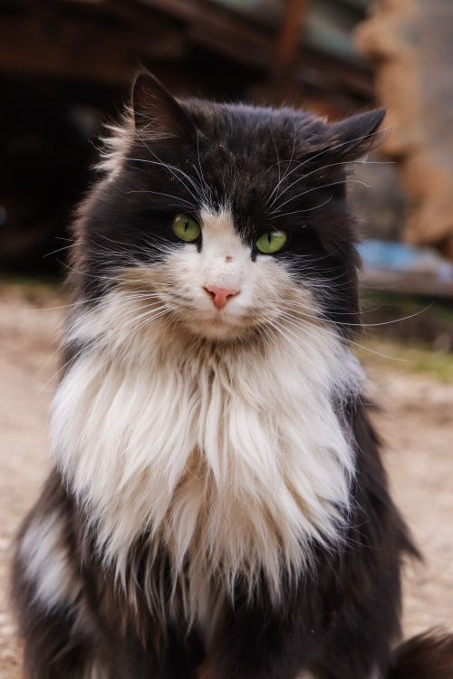 Free A fluffy black and white cat with green eyes sitting outdoors, exuding elegance and curiosity. Stock Photo