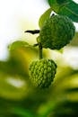 Close-up of Green Cherimoya Fruits on Tree Branch