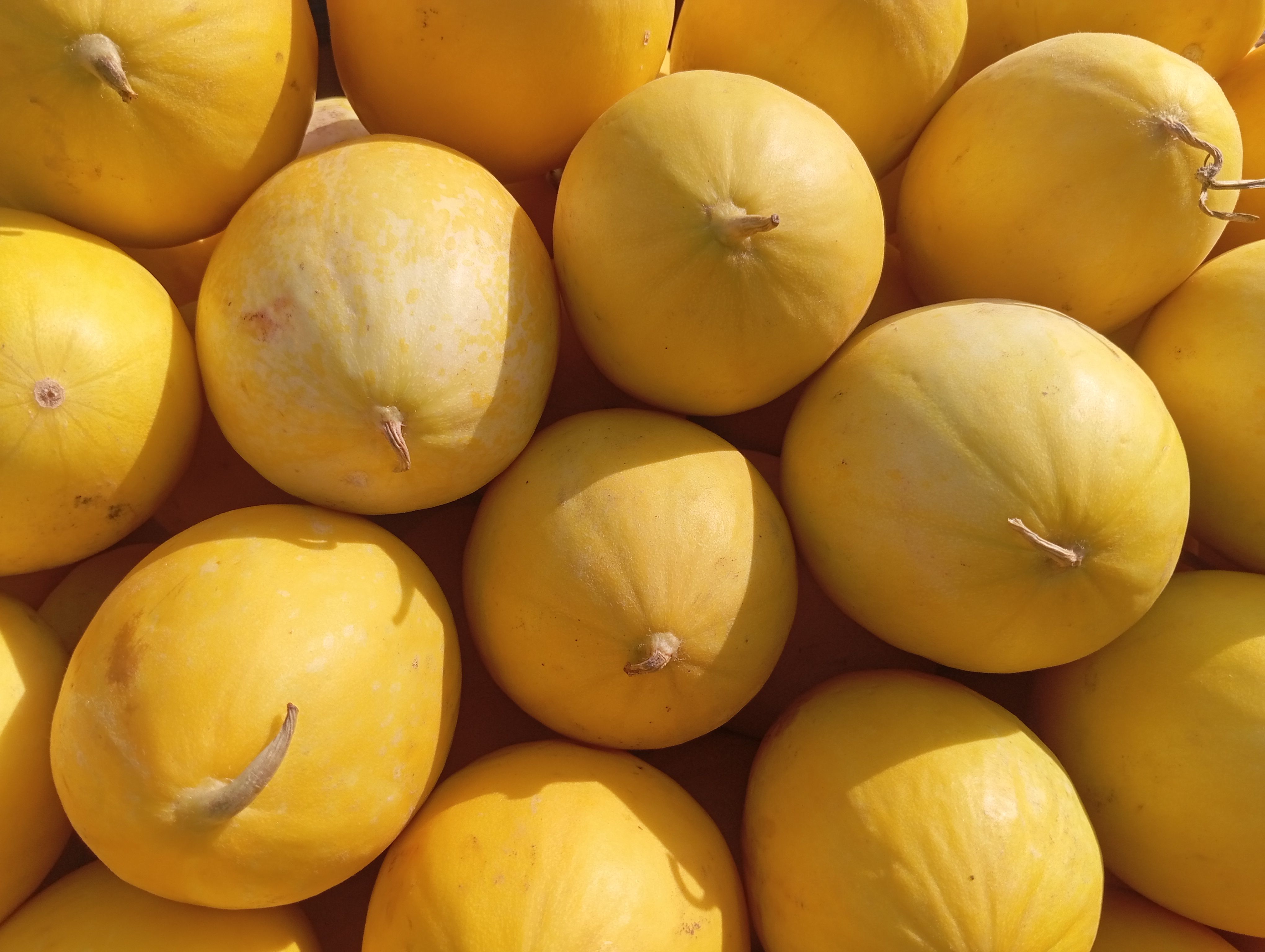 Close-up of fresh yellow melons showcasing vibrant color and texture in natural daylight.