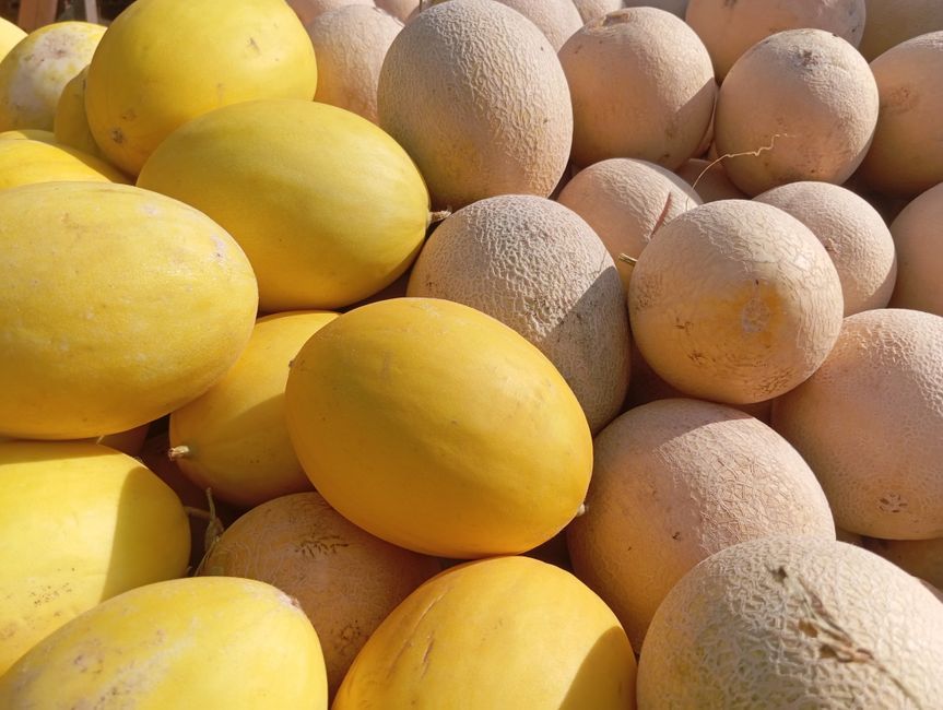 Melones dulces enteros en mercado, mostrando su piel característica de color verdoso con patrón de red