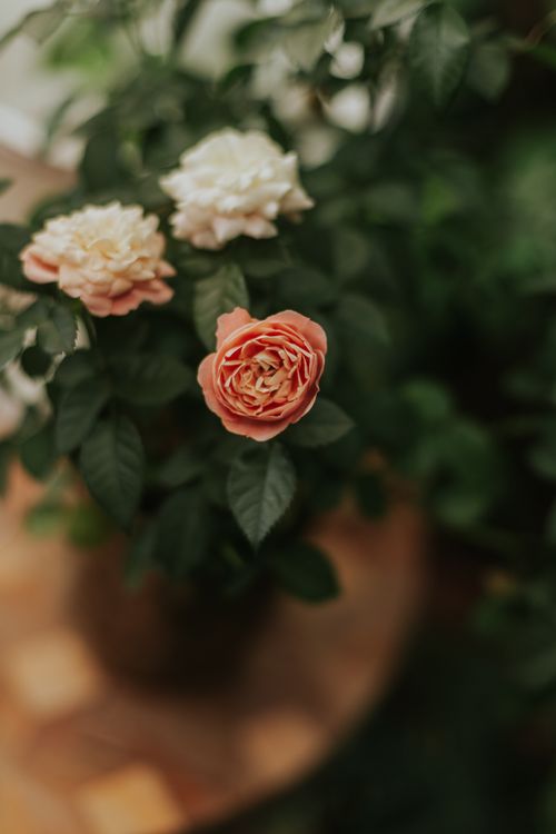 Free Beautiful close-up of pink and white roses blooming in a lush garden setting. Stock Photo